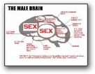 Male Brain  » Click to zoom ->