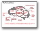 Female Brain  » Click to zoom ->